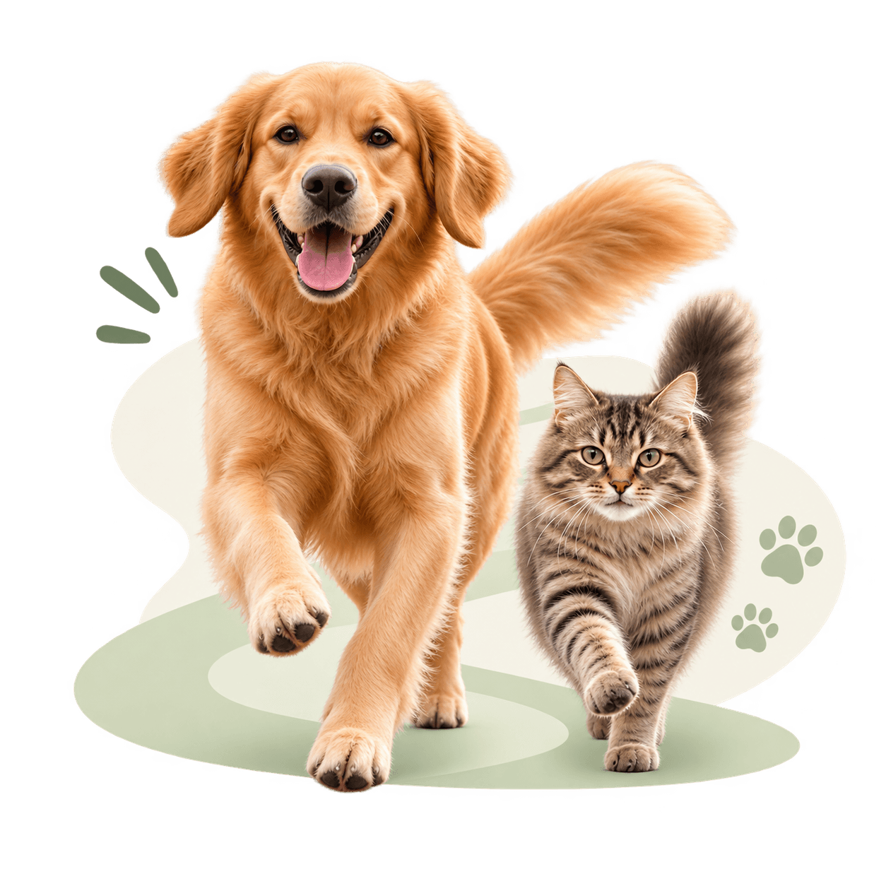 A golden retriever and a cat